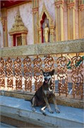 Phuket63