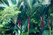 KualaLumpur14