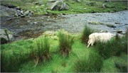 Scotland33