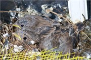 BabyBirds2014__16