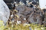 BabyBirds2014__18