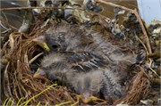 BabyBirds2014__2
