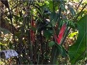 ySantaClara2014__105