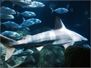 Chattanooga_20