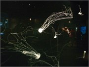 Chattanooga_23