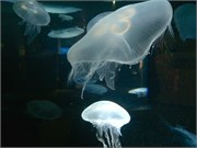 Chattanooga_25