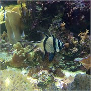 Chattanooga_29
