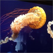 Chattanooga_32