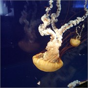 Chattanooga_33