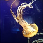 Chattanooga_34