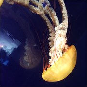 Chattanooga_35