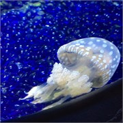 Chattanooga_36