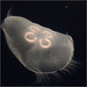 Chattanooga_38