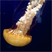 Chattanooga_39