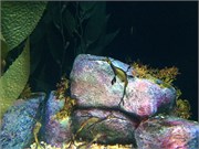 Chattanooga_40