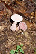 JonesGap_11