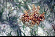 Roatan_11