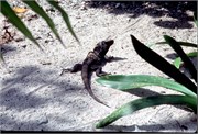 Roatan_12