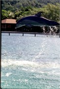 Roatan_14
