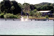 Roatan_16