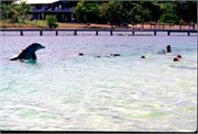 Roatan_17