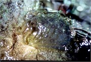 Roatan_20