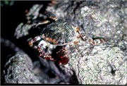 Roatan_21