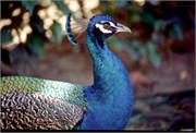 Roatan_22