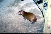 Roatan_34