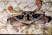 Roatan_36