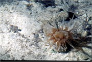 Roatan_8