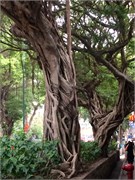 HongKong_b20