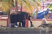 Cochin_2014-27