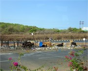 Goa_2014-7