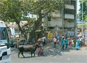 Mumbai_2014-26
