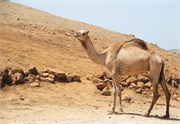 Salalah-Oman_27