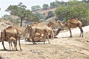 Salalah-Oman_28
