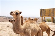 Salalah-Oman_35