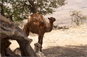 Salalah-Oman_48