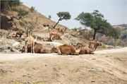 Salalah-Oman_56