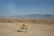 Salalah-Oman_6