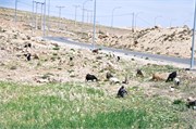 Aqaba2014_61