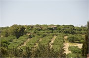 14-Knossos