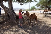 86_Salalah-Oman_b290