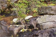 MtMitchell2014_50