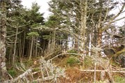 MtMitchell2014_53
