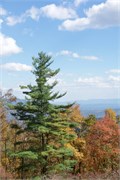 MtMitchell_10