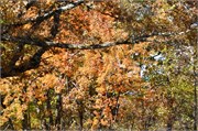 MtMitchell_11