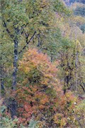 MtMitchell_29