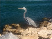 VeniceFL2014_5